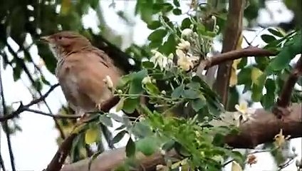 Sparrows