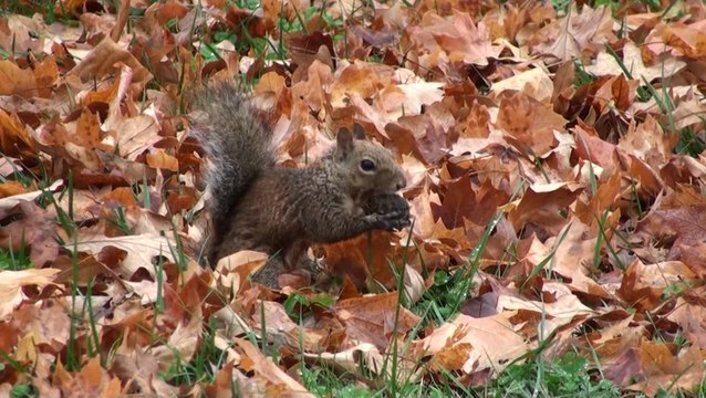 Keeping your fall lawn healthy through the colder season
