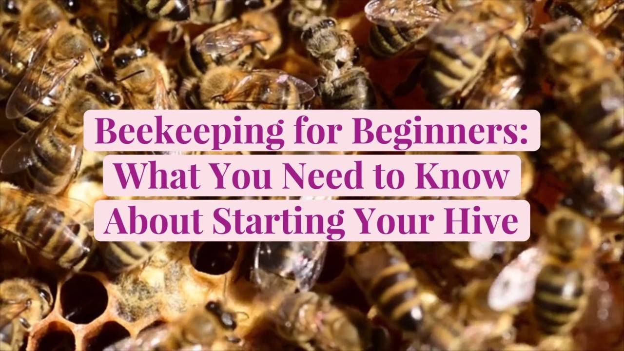 Beekeeping for Beginners: What You Need to Know...