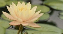 Peaches and Cream Water Lilies Brighten Up Backyard Water Features