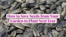How to Save Seeds from Your Garden to Plant Next Year