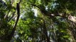 The world's oldest tropical rainforest, the Daintree national park in far north Queensland, has been handed back to traditional owners.