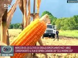 Gob. Argenis Chávez supervisó cultivos de arroz y maíz en el Mcpio. Alberto Arvelo Torrealba