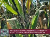 Portuguesa l Inspección a la ruta de cosecha del maíz con 110 hectáreas sembradas en Mcpio. Esteller