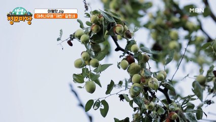 제천에서 맛보는 별미! 대추나무에 '제천' 걸렸네!?