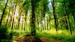 Matahari Melemparkan Sinarnya Yang Indah Ke Hutan Hijau Segar Selang Waktu Video Stok - Unduh Klip Video Sekarang - iStock