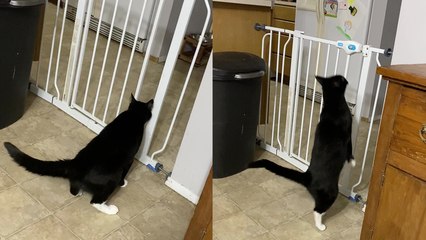 'Confused cat tries to think of the best way to get past the baby gate'