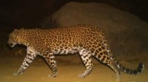 Leopard fear in Mumbai's Aarey Colony, 4 attacks in a month!