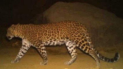 Leopard fear in Mumbai's Aarey Colony, 4 attacks in a month!