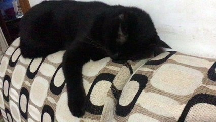 Black Persian Cat: When human scolds her