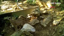 Ormanın hayalet kedisi olarak bilinen karakulaklar aile olarak Antalya'da görüntülendi