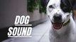 Barking Dog Sound Effect Loud | Dog Barks Sounds | Kingdom Of Awais