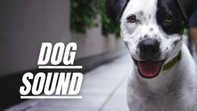 Barking Dog Sound Effect Loud | Dog Barks Sounds | Kingdom Of Awais