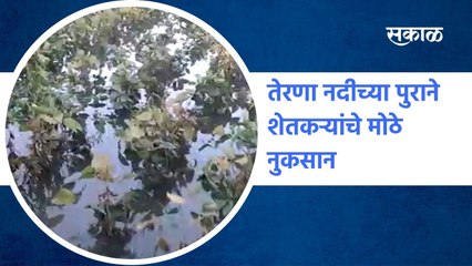 Osmanabad: तेरणा नदीच्या पुराने शेतकऱ्यांचे मोठे नुकसान