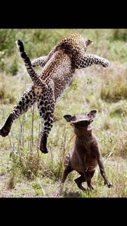 Leopard attack on Paris