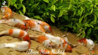 Ikan Mas Lucu dan Nakal