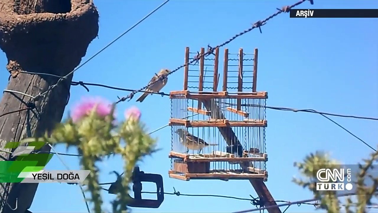 CNN TÜRK Yeşil Doğa İkinci Program  Saka kuşunu yasak olmasına rağmen besleyen insanların hikayesi - Yeşil Doğa 22.11.2020 Pazar