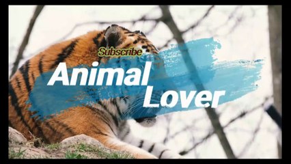 The Beautiful German Shaperd|Animal Lover | Animals Channel