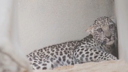 Terancam Punah, Kelahiran Macan Tutul Langka di Arab Saudi Tumbuhkan Harapan