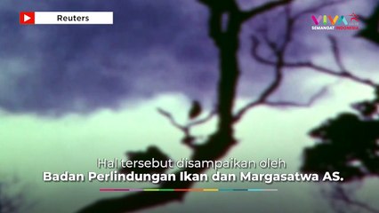 23 Spesies di AS Telah Punah, Termasuk Burung Pelatuk