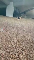 Tüketiciye gidecek fındıkların içine atlayıp yüzdü; soruşturma başlatıldı