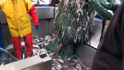 Pescadores sob pressão no braço-de-ferro do Canal da Mancha