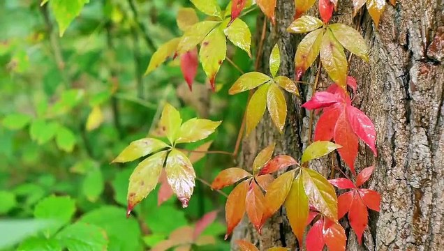 Relaxing Piano Music with Rain Sounds - 30 min. “Rainy Day Piano” - Piano & Rain Music