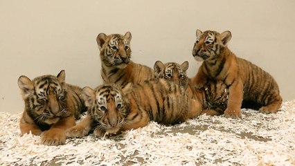 [기업] 아기호랑이 '오둥이' 첫 공개...이름은 '아름·다운·우리·나라·강산' / YTN