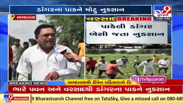 Rain with gusty winds destroy ripened paddy crops in Dholka, Bavla ; farmers seek govt help _ Tv9