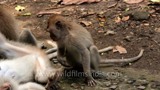 Monkeys in Ubud, Bali