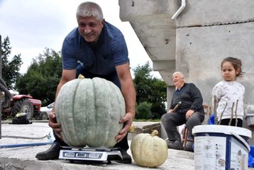 Görenler şaşırıp kalıyor! Bahçesinde 50 kiloluk bal kabağı yetiştirdi