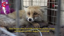 Otomobil çarpan kızıl tilki tedavi altına alındı