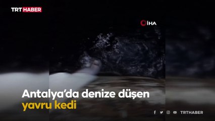 Denize düşen yavru kedi bez parçasıyla hayata tutundu