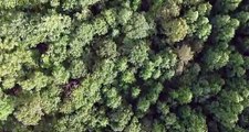Forest Amazing video | Natural Beauty |nature