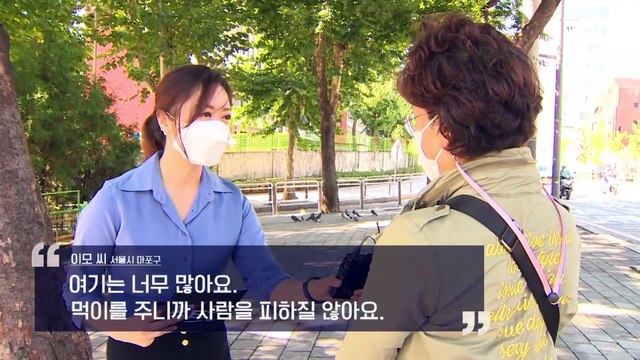 [팩트맨]비둘기 먹이 주기, 제지 못한다?