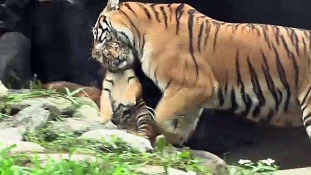 Des bébés tigres quintuplés présentés au public dans un zoo de Corée du Sud