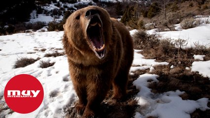 Cómo debes reaccionar si te encuentras con un oso