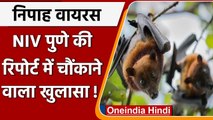 Nipah Virus: Bats से फैला है Nipah Virus ?  NIV Pune की जांच में सामने आए ये तथ्य | वनइंडिया हिंदी