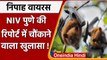 Nipah Virus: Bats से फैला है Nipah Virus ?  NIV Pune की जांच में सामने आए ये तथ्य | वनइंडिया हिंदी