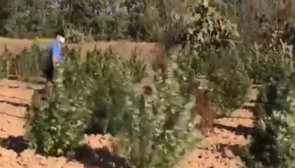 Villasor (CA) - Maxi piantagione di  di marijuana: 3 arresti (30.09.21)