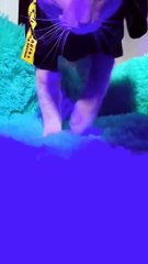 the best collection of cat videos - funny cats vidio