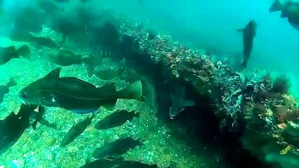 See beneath the waves of the Sussex coast