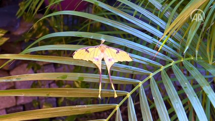 Kelebek bahçesinin yeni üyesi, bir haftalık ömrünü beslenmeden tamamlıyor