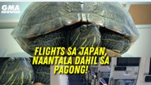 Flights sa Narita Int'l Airport sa Japan, naantala dahil sa pagong! | GMA News Feed