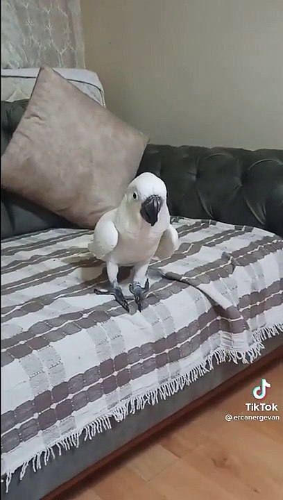 Bulut aşkım diyor