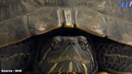 Une tortue se promène sur le tarmac d’un aéroport et retarde cinq avions