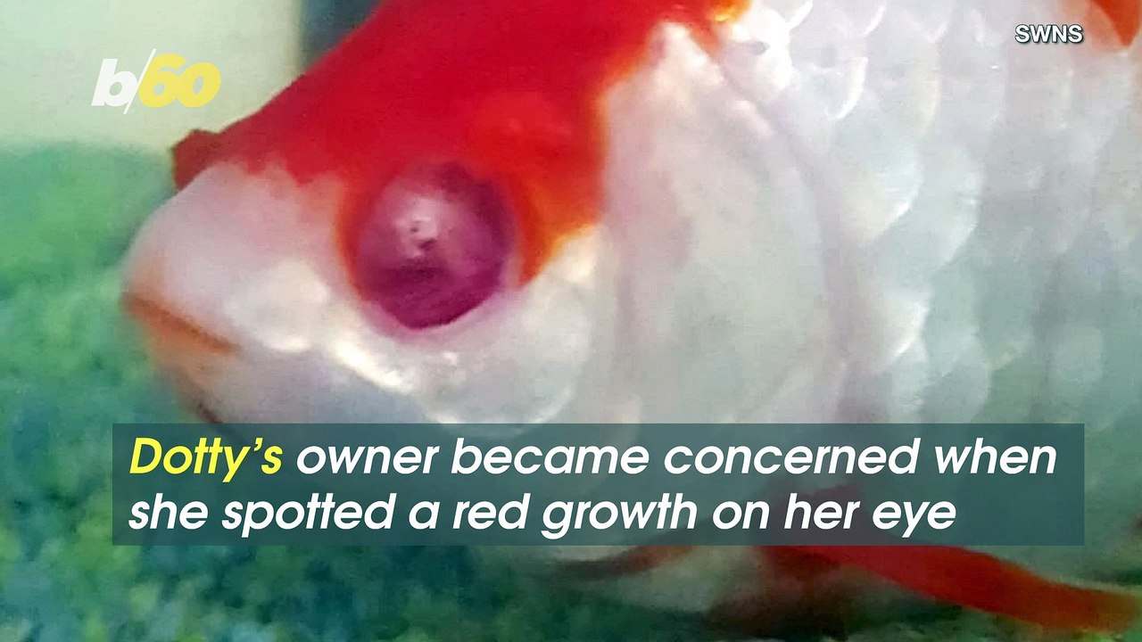 Fishy Situation! Beloved Family Goldfish Operated on To Remove Tumor From Eye!