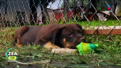 Ponen en adopción a perritos en la Central de Abasto de CDMX