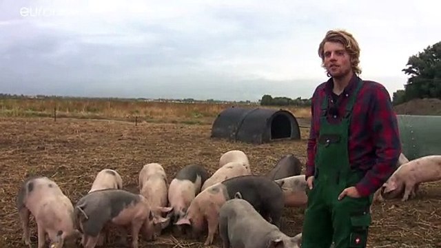 Una veintena de cerdos patrullan el aeropuerto Schiphol de Ámsterdam para ahuyentar a los pájaros