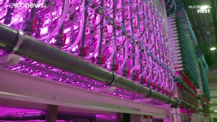 Turning CO2 to stone and growing carbon-negative food: on the trail of innovation in Iceland